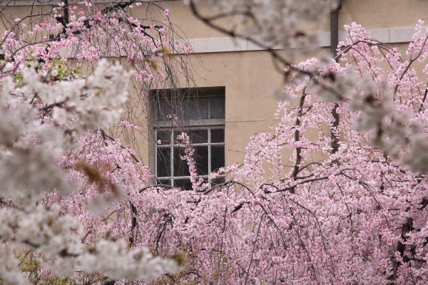 6418-15.4.1一重紅枝垂れ桜と窓　手前暈した花.jpg